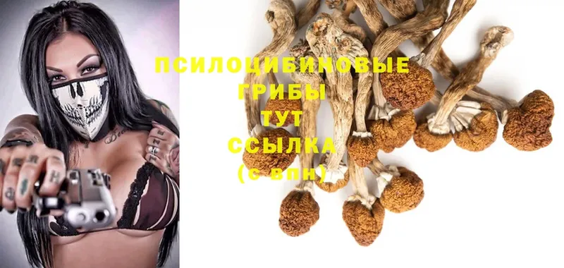 Псилоцибиновые грибы Psilocybe  магазин    Удомля 